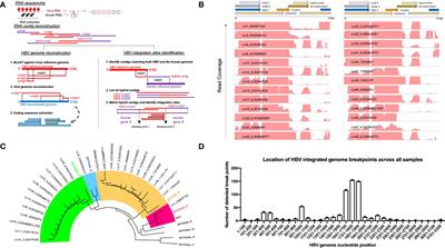 Proteogenomic identification of Hepatitis B virus (HBV) genotype-specific HLA-I restricted peptides from HBV-positive patient liver tissues